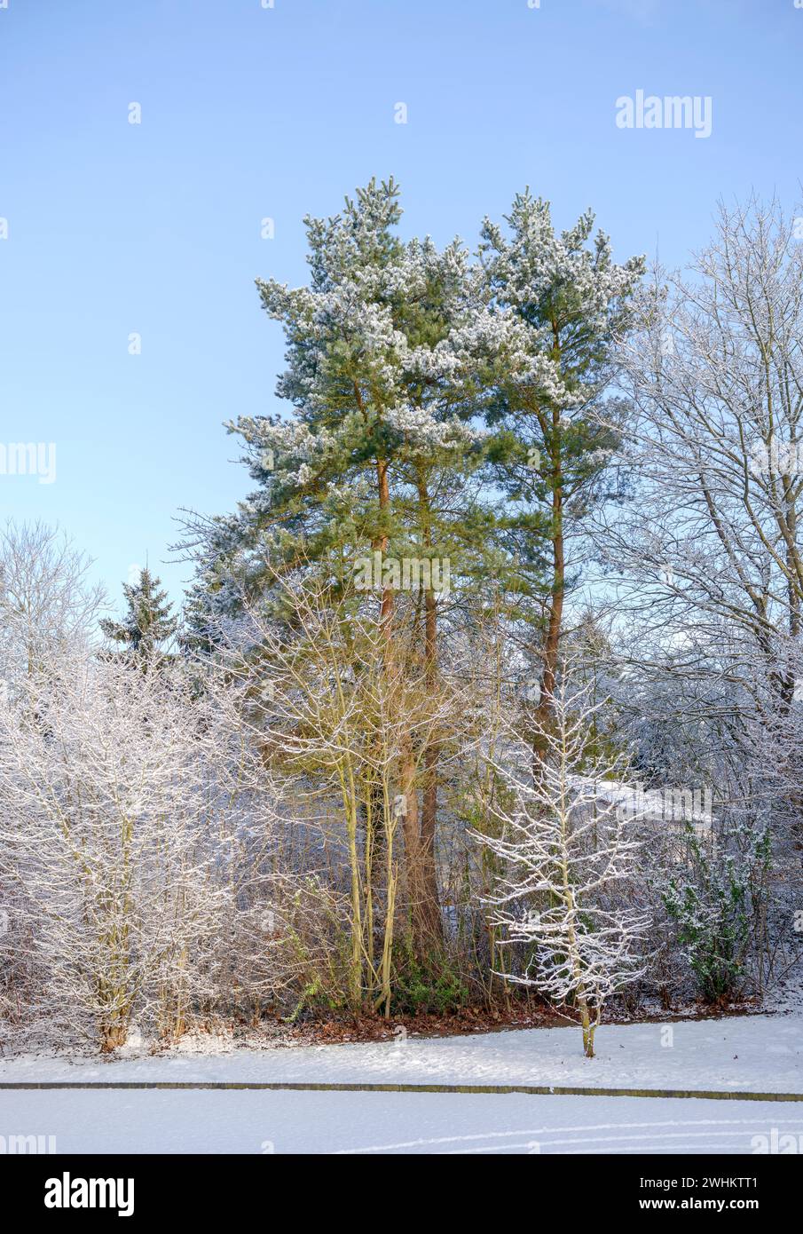 Pine (Pinus sylvestris), spa garden Reinhardshausen, Federal Republic of Germany Stock Photo