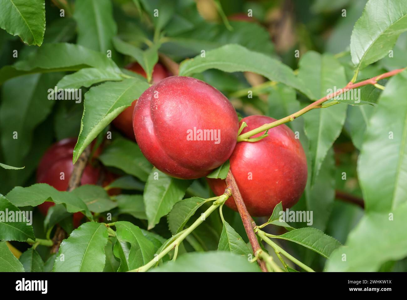 Nectarine (Prunus persica 'Early Devil'), Baum und Rebschule Schreiber