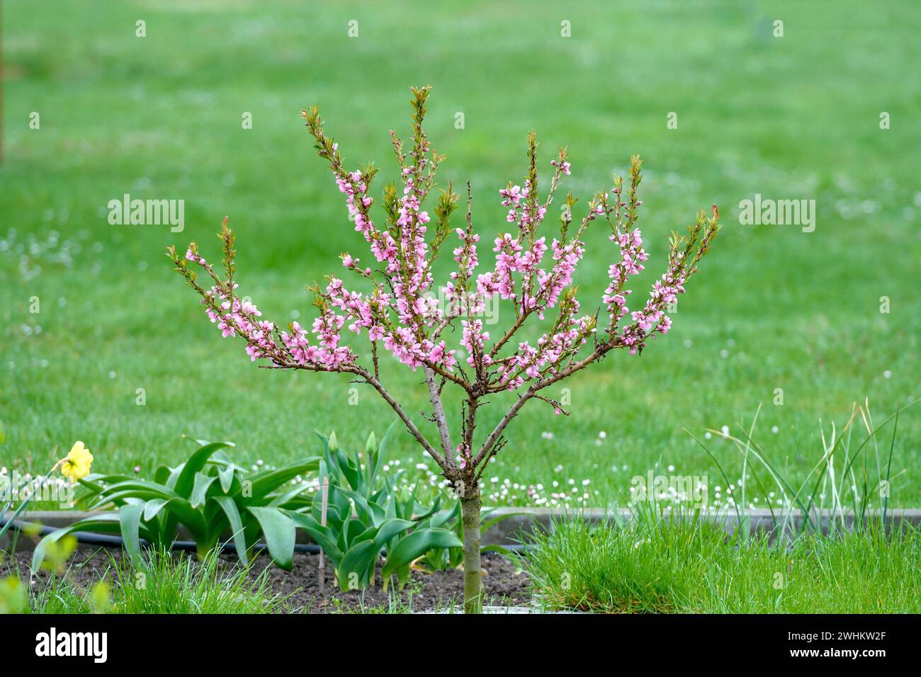 Dwarf peach (Prunus persica), Federal Republic of Germany Stock Photo