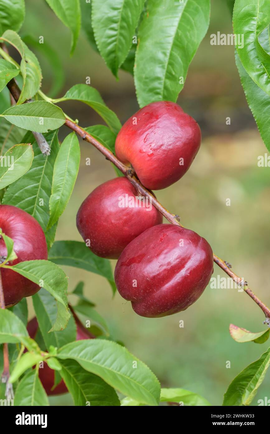 Nectarine (Prunus persica 'Big Bang'), Baum und Rebschule Schreiber KG