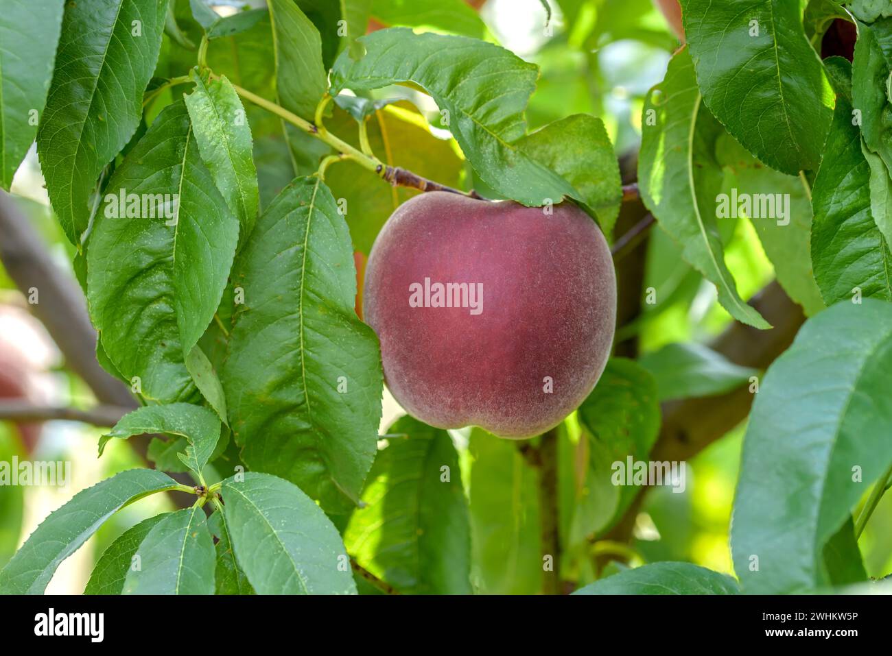 Peach (Prunus persica 'Royal Summer'), Baum- und Rebschule Schreiber KG, Federal Republic of Germany Stock Photo