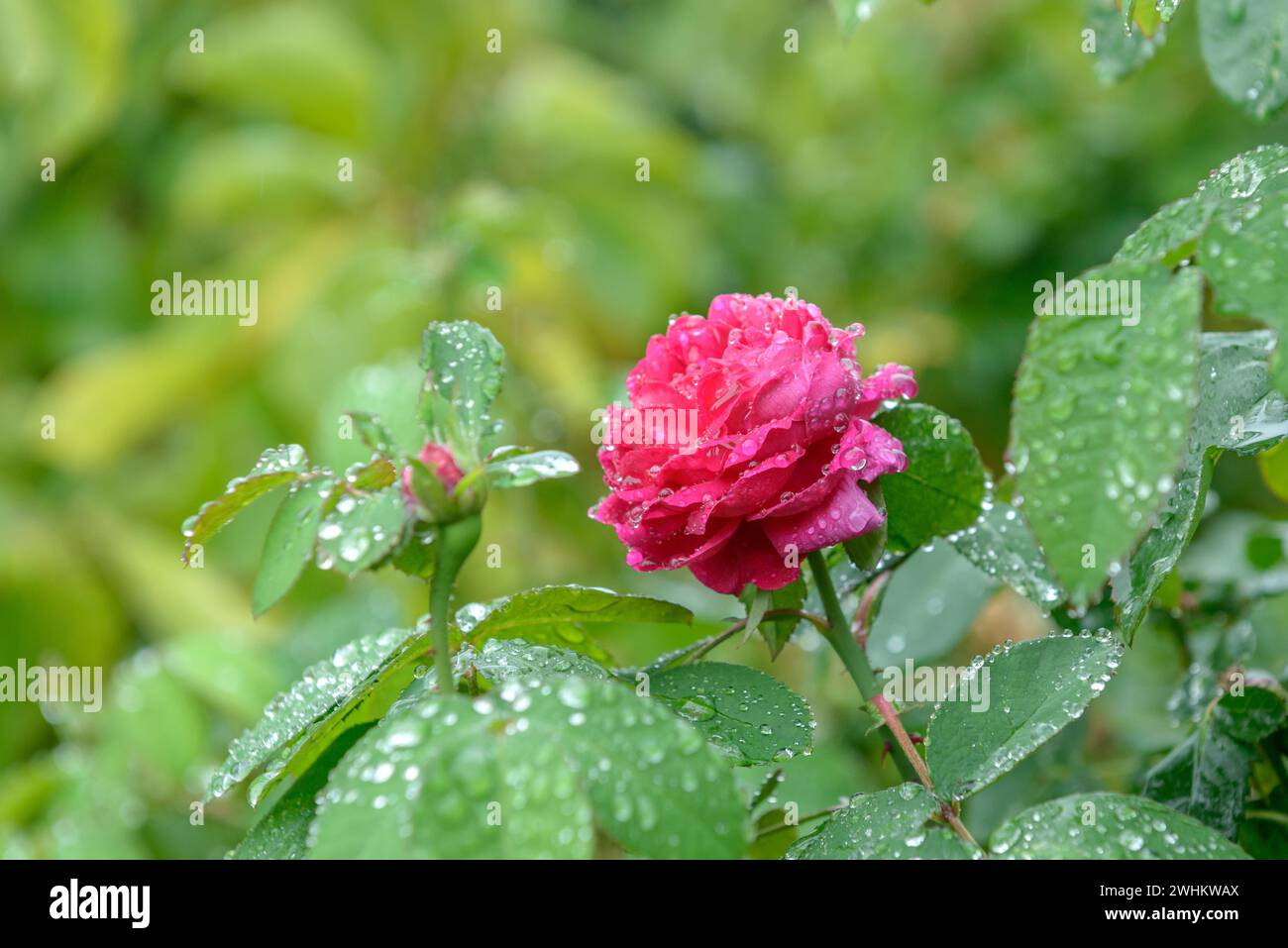 Portland rose (Rosa 'Rose de Rescht'), Hoehere Bundeslehr- und Forschungsanstalt fuer Gartenbau, Federal Republic of Germany Stock Photo