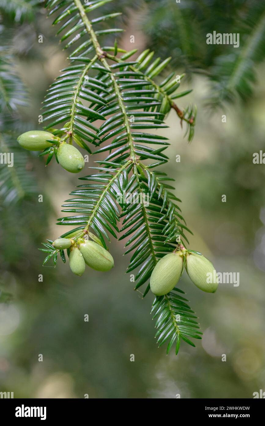 Japanese nutmeg-yew (Torreya nucifera), Arboretum Loismann, Federal Republic of Germany Stock Photo