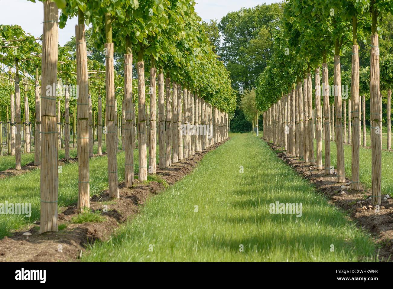 Winter lime (Tilia cordata 'Greenspire'), Rhodo 2014, Federal Republic of Germany Stock Photo