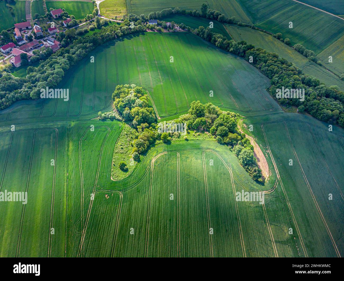 A naturally shaped grove in Poland, seen from a bird's perspective, has the shape of a poodle dog. Stock Photo