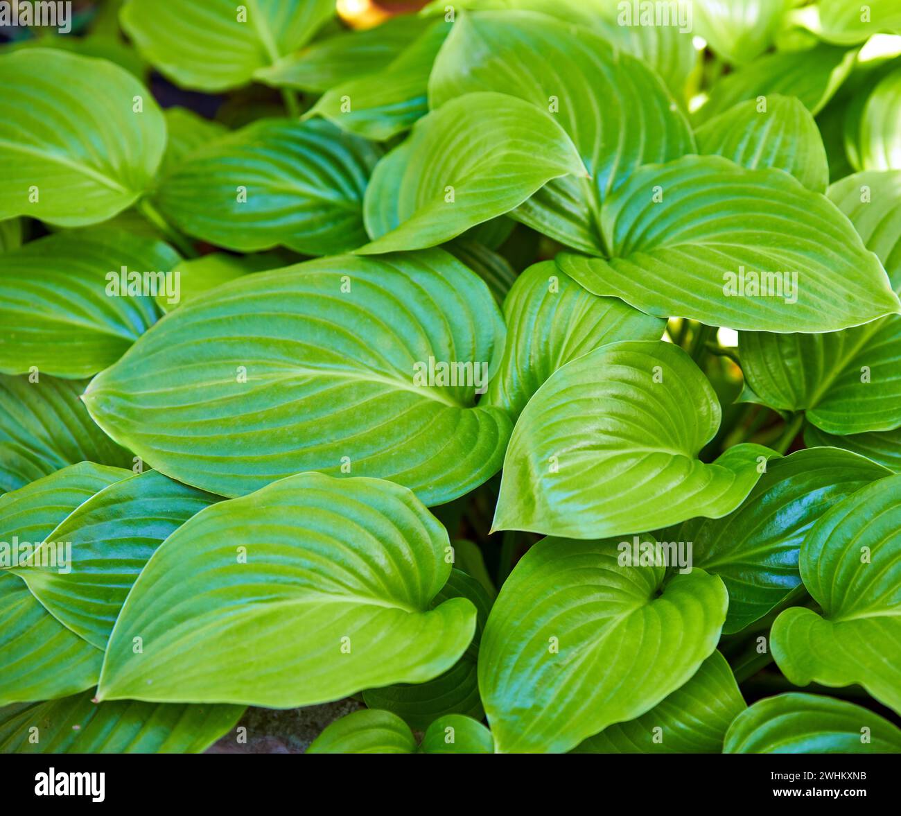 Close up green leaves background, lush hosta foliage texture Stock Photo