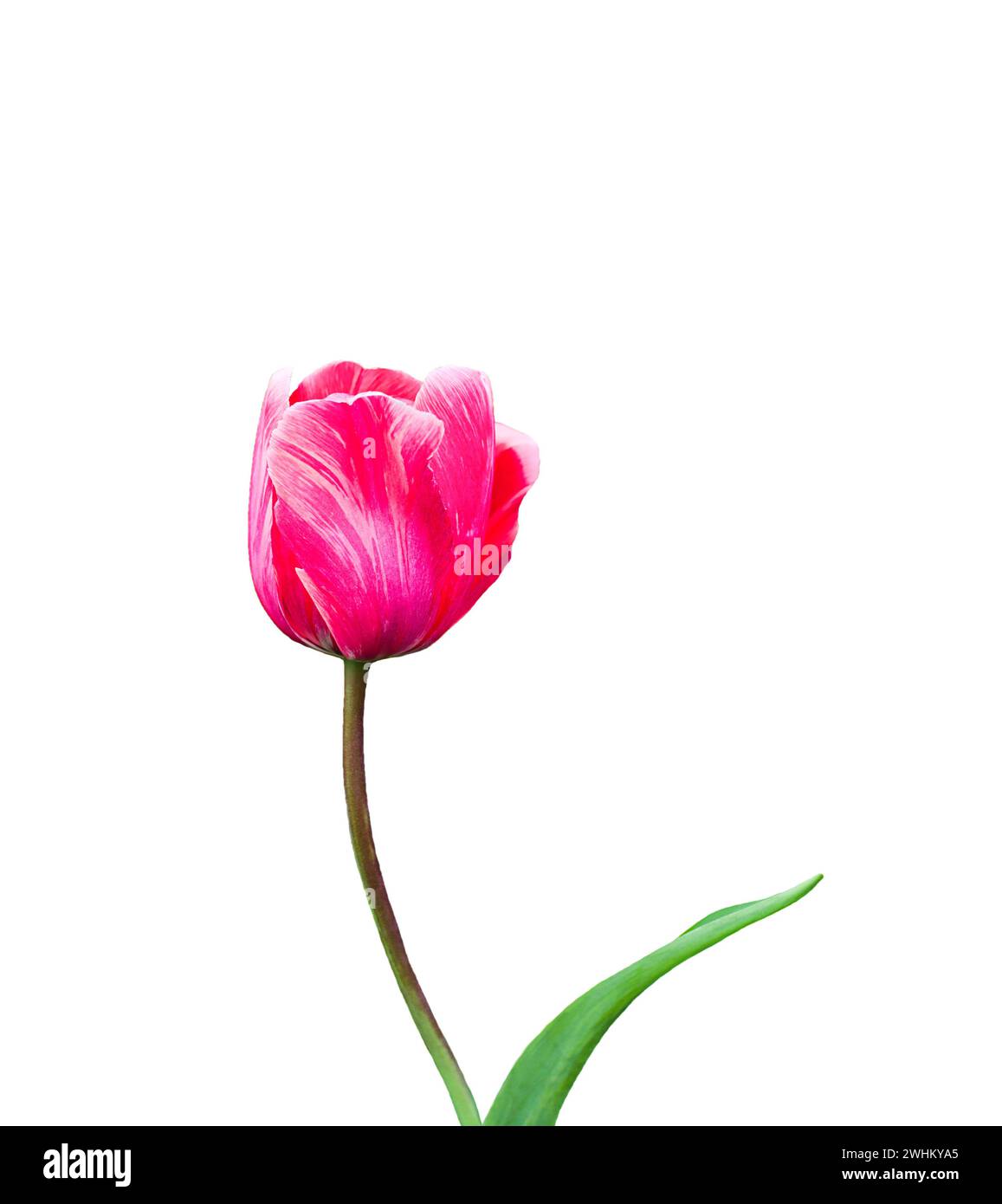 Tulip flower isolated on white background Stock Photo - Alamy