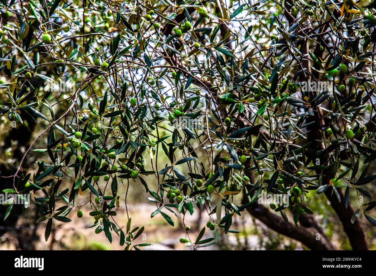 Olive tree plantation, Montenegro, Montenegro Stock Photo