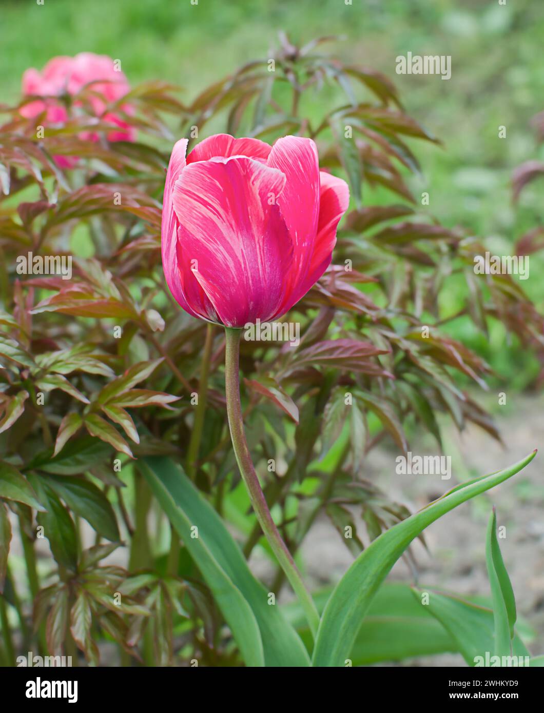 Pink tulip flower growing in the garden, Stock Photo