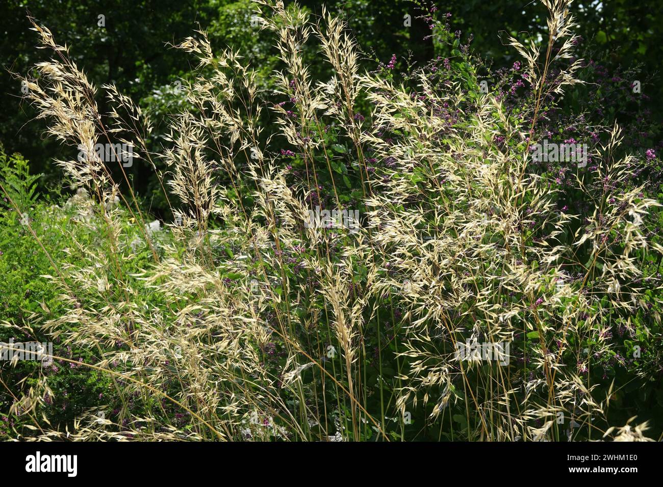 Stipa lagascae, spear grass Stock Photo