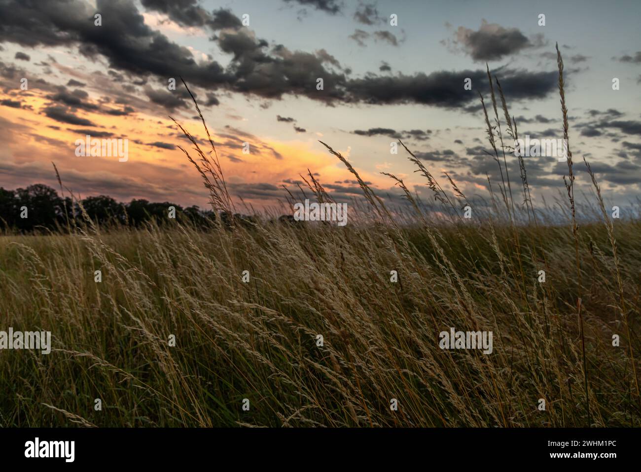 Blades of grass in the sunset Stock Photo - Alamy