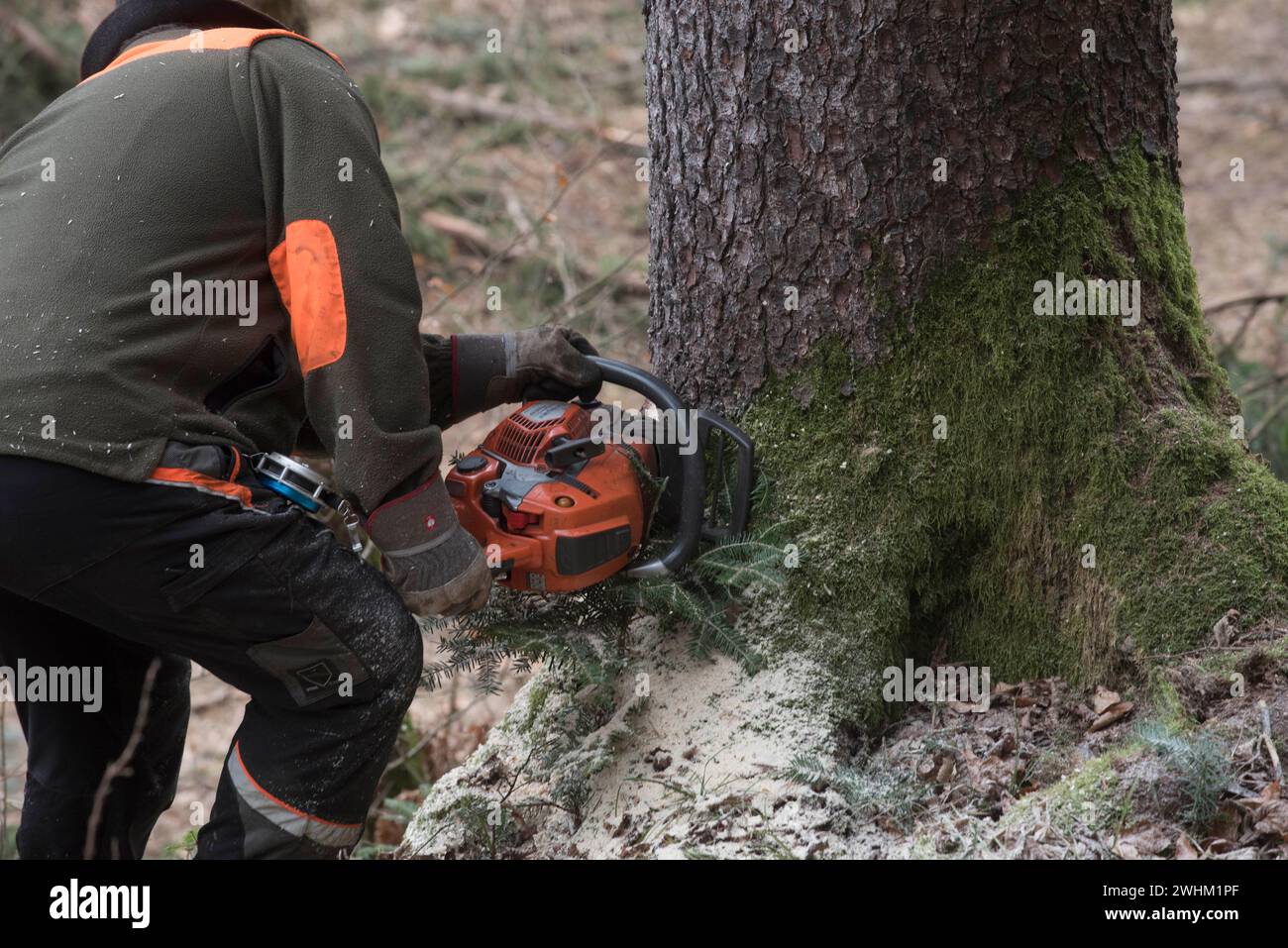 a lumberjack with a chainsaw cutting trees in the forest Stock Photo ...