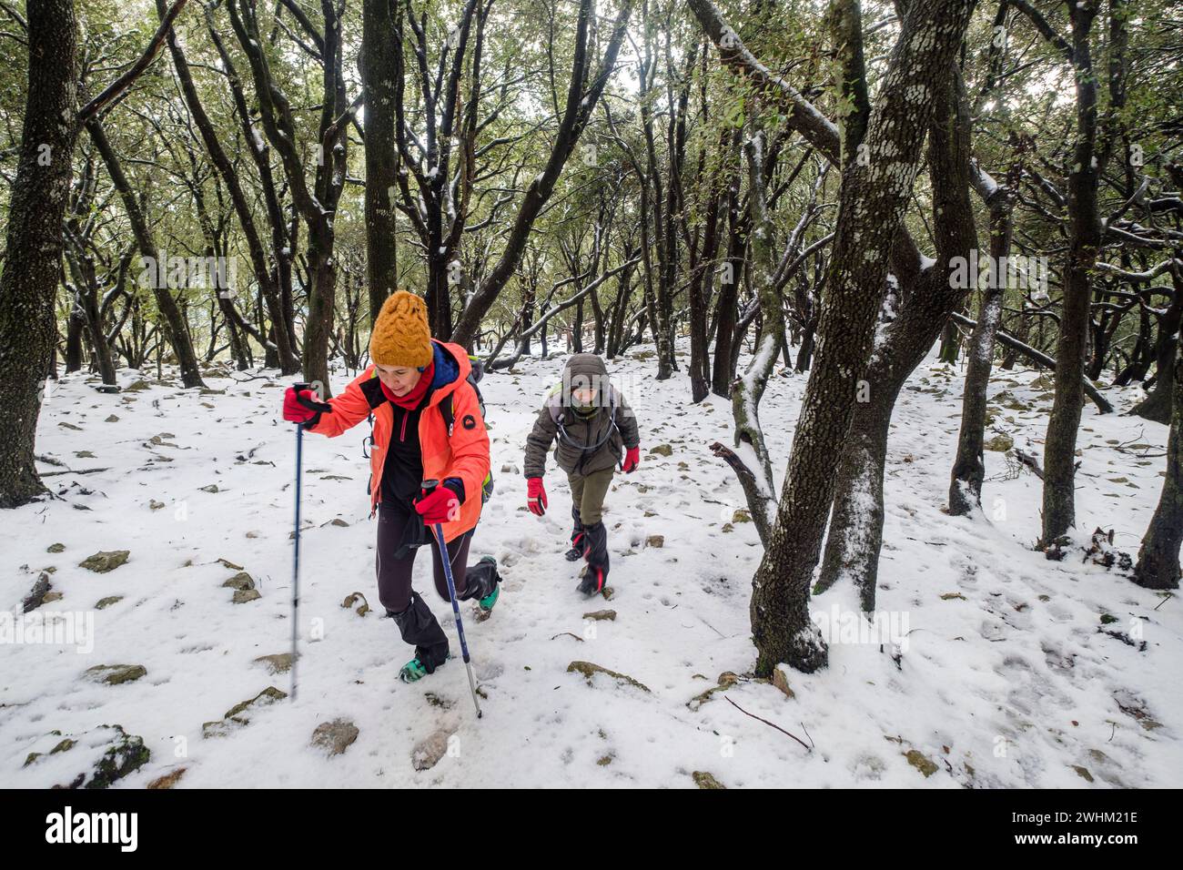 Hikers in the Son Palou forest Stock Photo