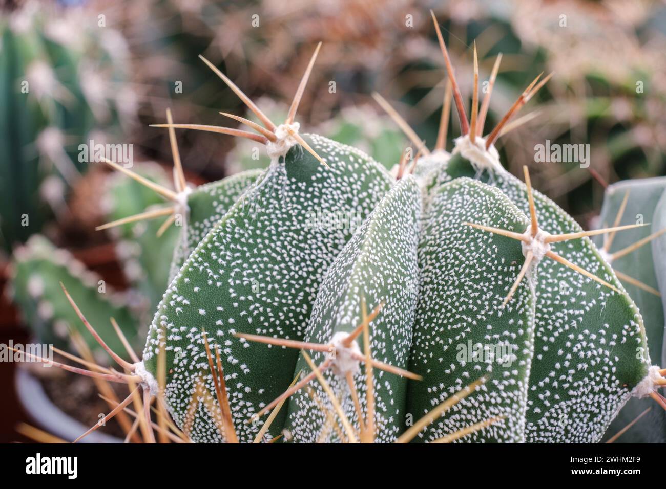 Astrophytum myriostigma Stock Photo