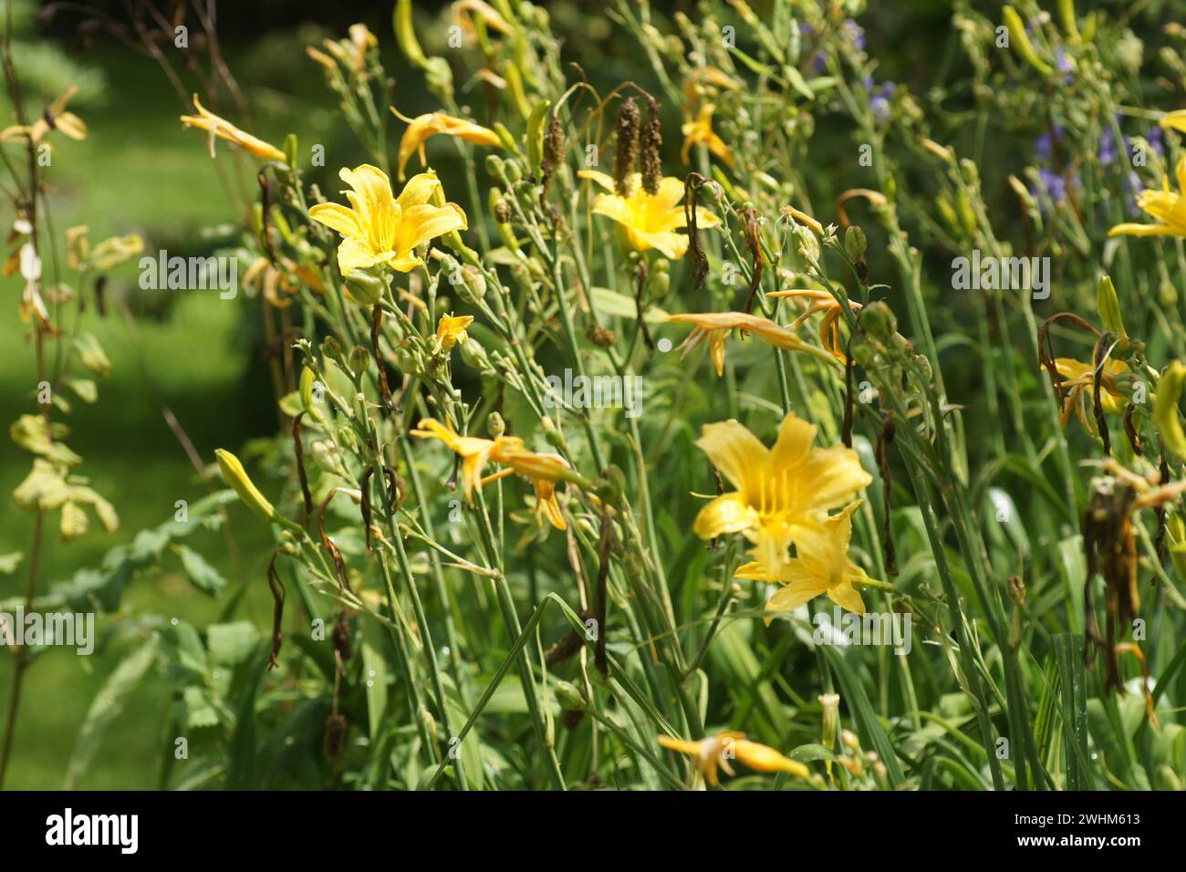 Hemerocallis coreana, Korean daylily Stock Photo