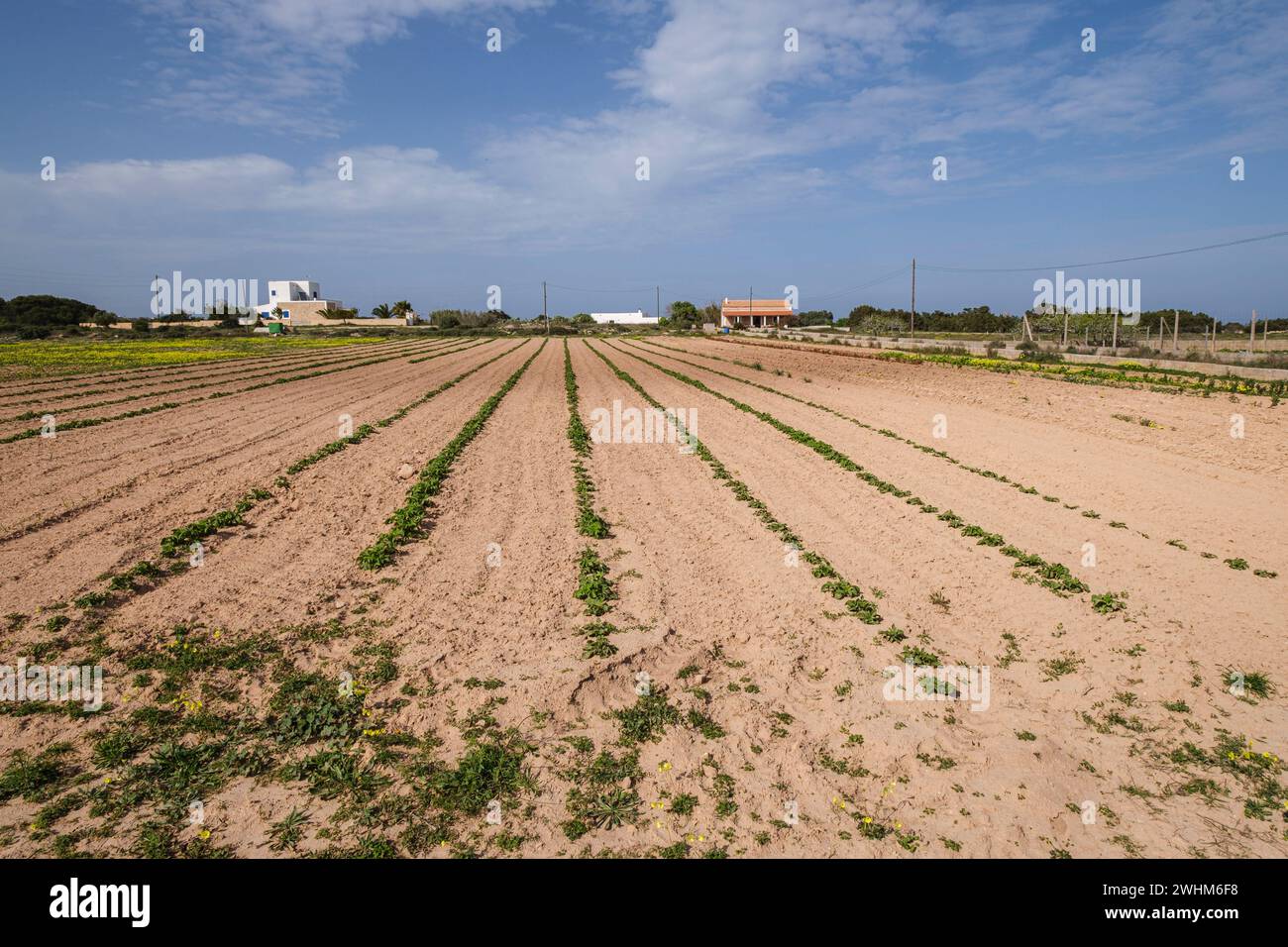 Vegetable patch Stock Photo