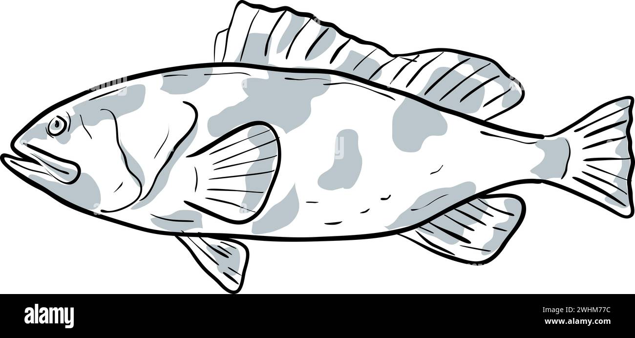 Red Grouper Fish Gulf of Mexico Cartoon Drawing Stock Photo