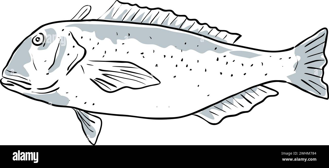 Golden Tilefish Fish Gulf of Mexico Cartoon Drawing Stock Photo