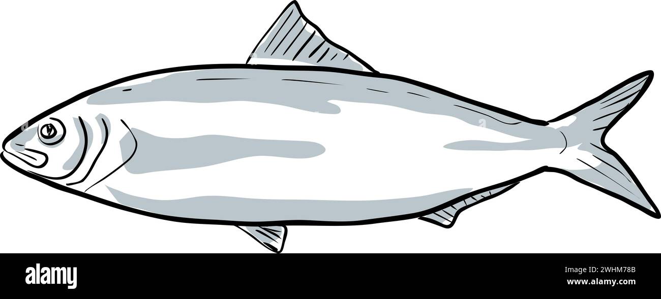 Alabama shad Fish of Florida Cartoon Drawing Stock Photo