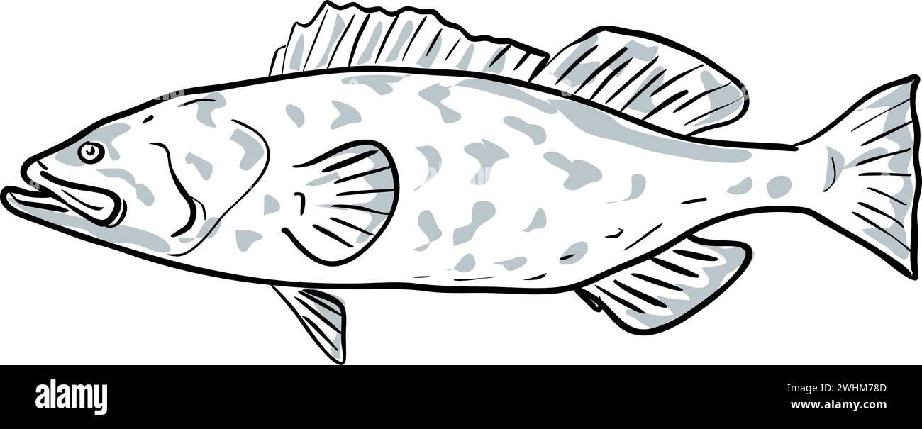 Gag Grouper Fish Gulf of Mexico Cartoon Drawing Stock Photo