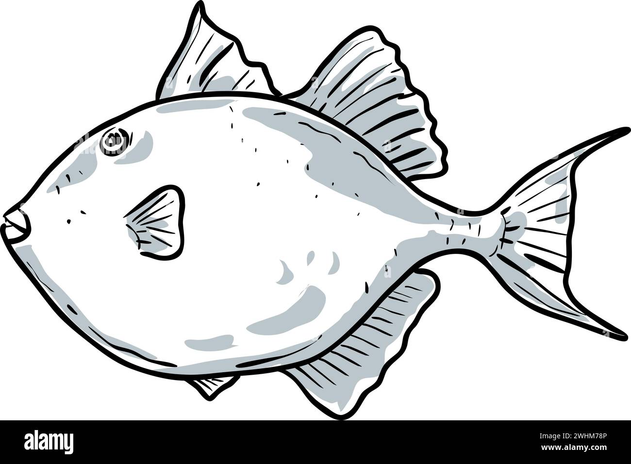 Gray Triggerfish Fish Gulf of Mexico Cartoon Drawing Stock Photo