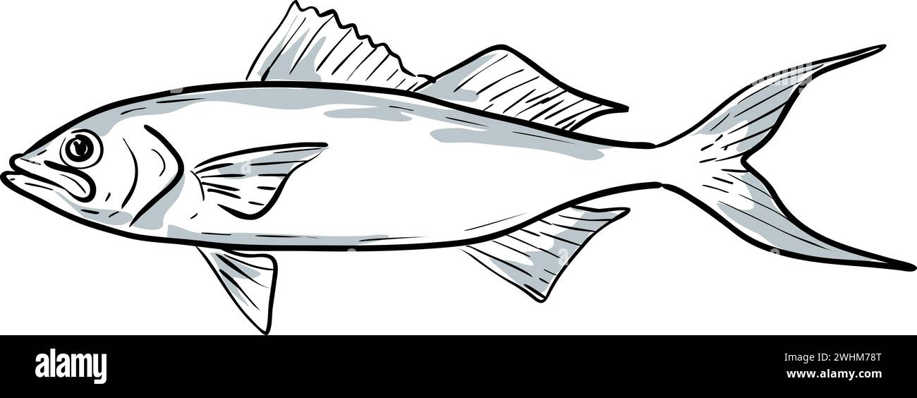 Queen snapper Fish Gulf of Mexico Cartoon Drawing Stock Photo