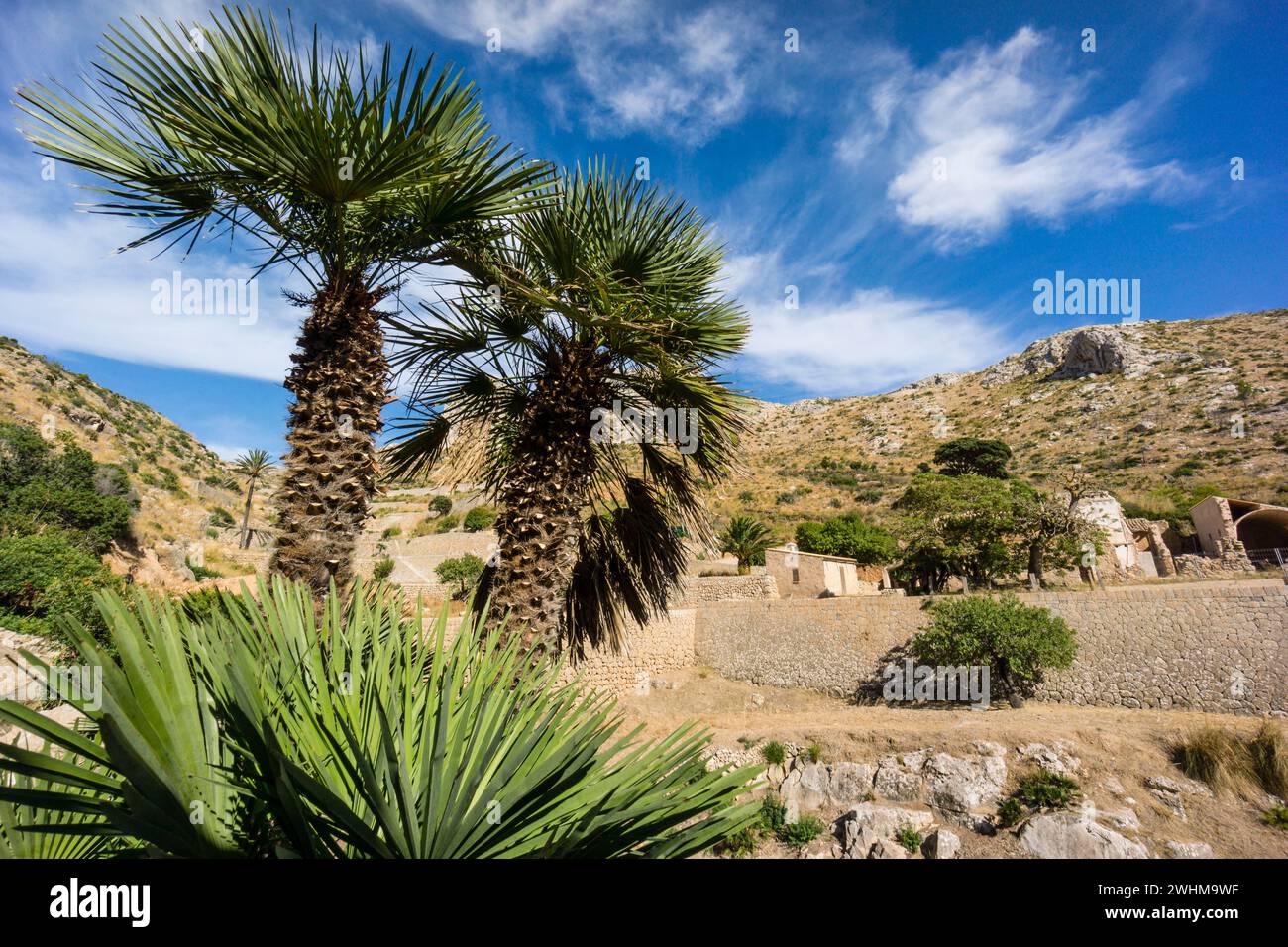 Trapa hi-res stock photography and images - Alamy