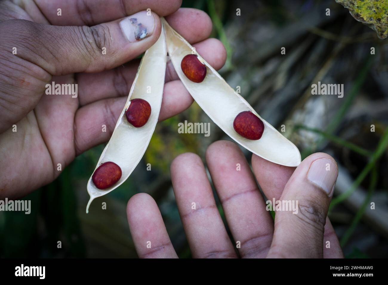 Plantacion de frijoles en las laderas del volcÃ¡n TolimÃ¡n Stock Photo