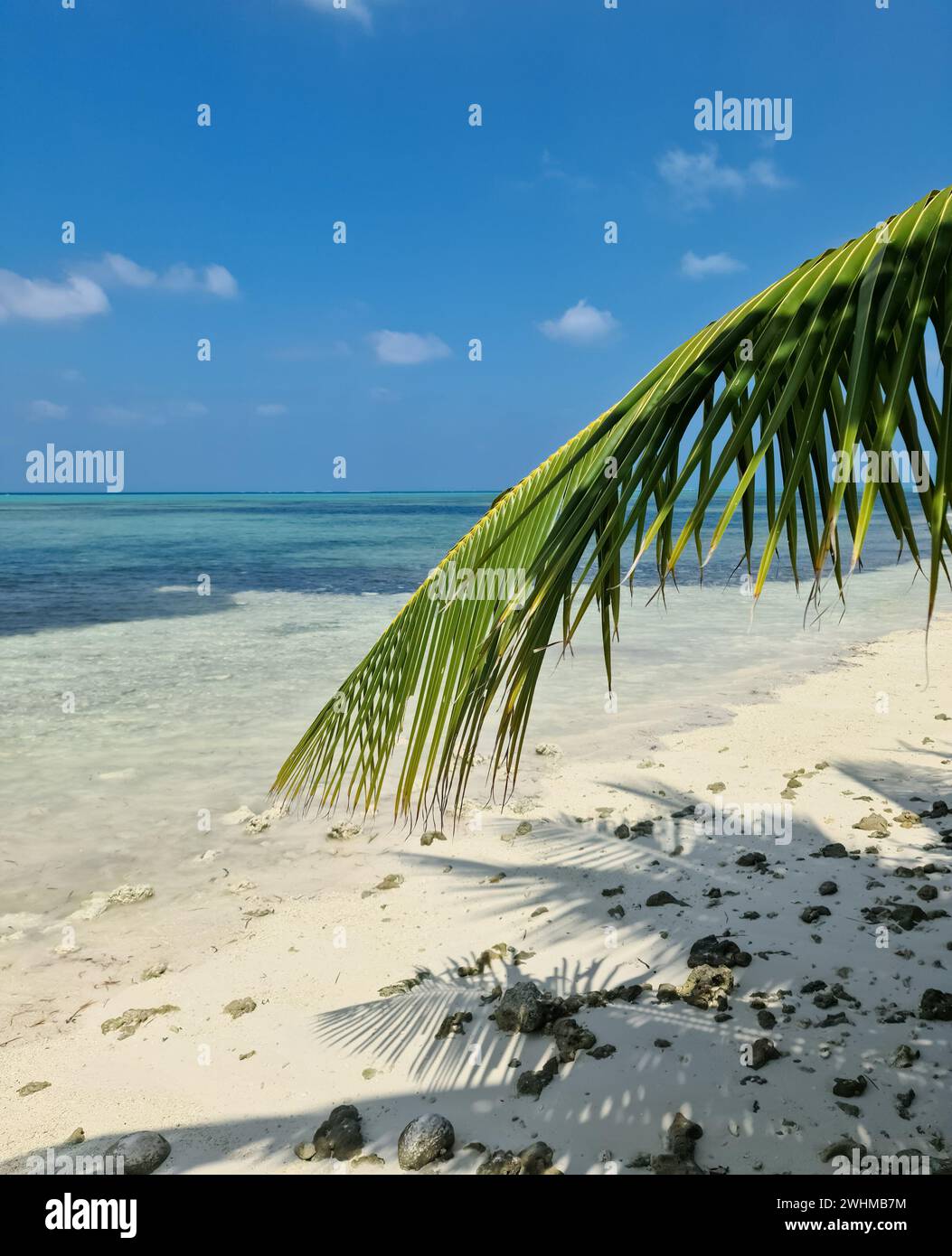 Palm trees on the beautiful beaches of the Indian Ocean in the Maldives ...