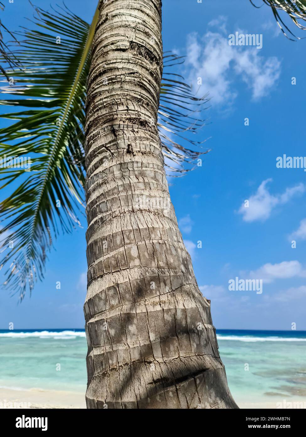 Palm trees on the beautiful beaches of the Indian Ocean in the Maldives ...