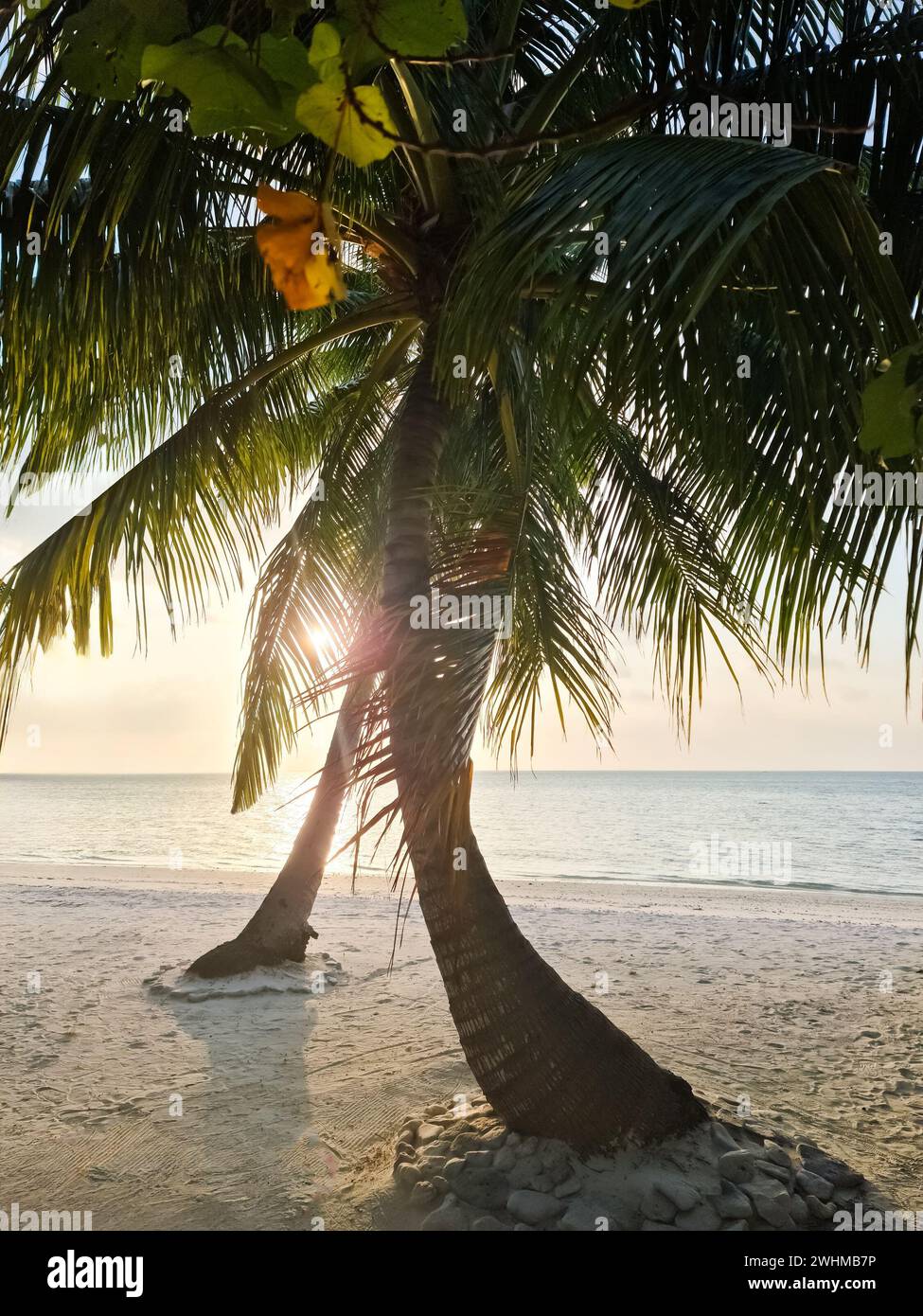 Palm trees on the beautiful beaches of the Indian Ocean in the Maldives ...