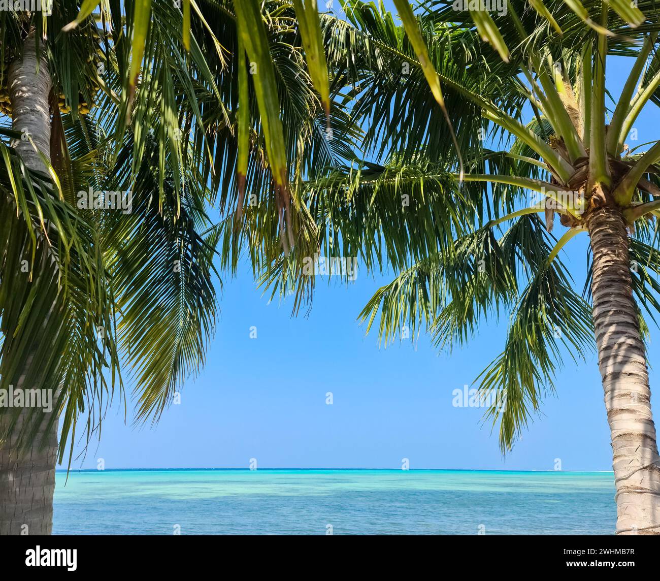 Palm trees on the beautiful beaches of the Indian Ocean in the Maldives ...