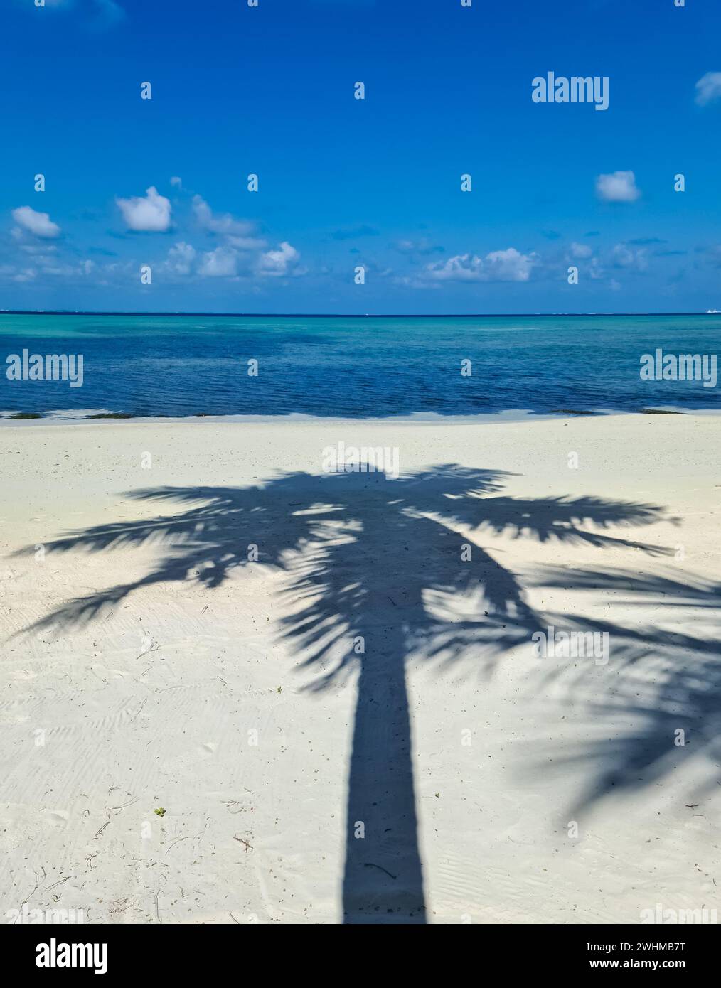 Palm trees on the beautiful beaches of the Indian Ocean in the Maldives ...