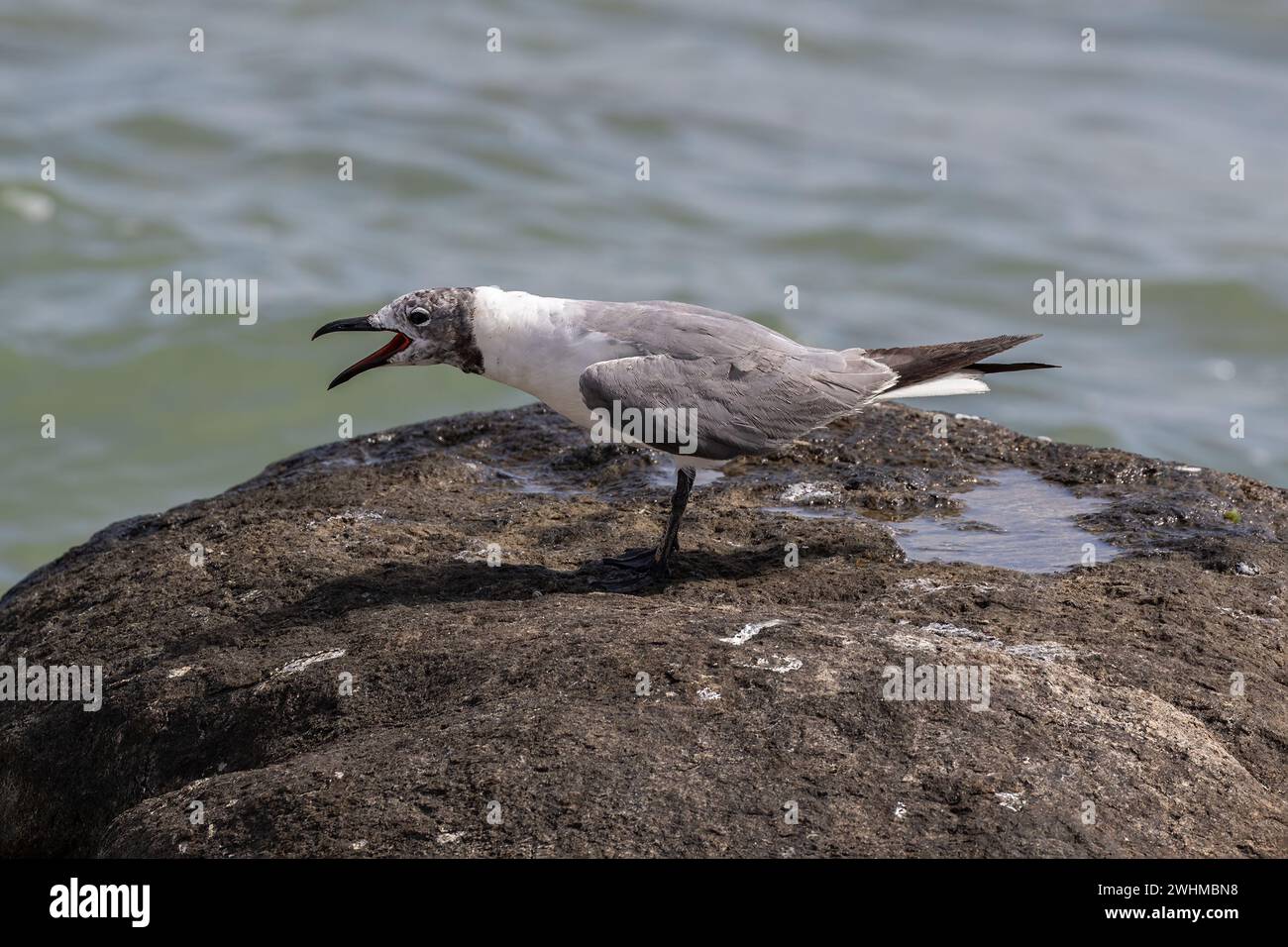 Laughing Gull (Leucophaeus atricilla) standing on rock calling. On the shores of the island of Aruba. Ocean in the background. Stock Photo