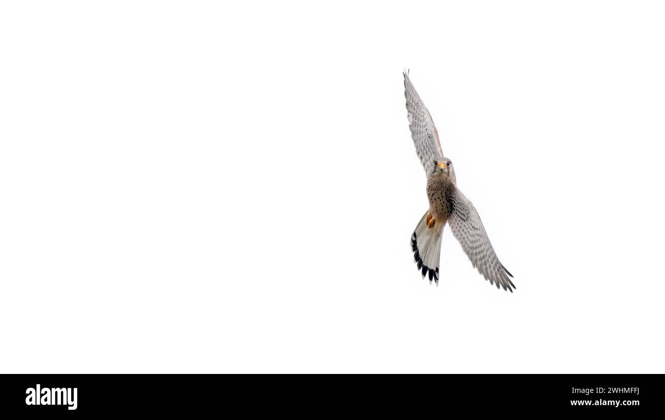 A common kestrel in flight looking at the camera, white background, copy space, negative space, rule of thirds, 16:9 (Falco Tinnunculus) Stock Photo