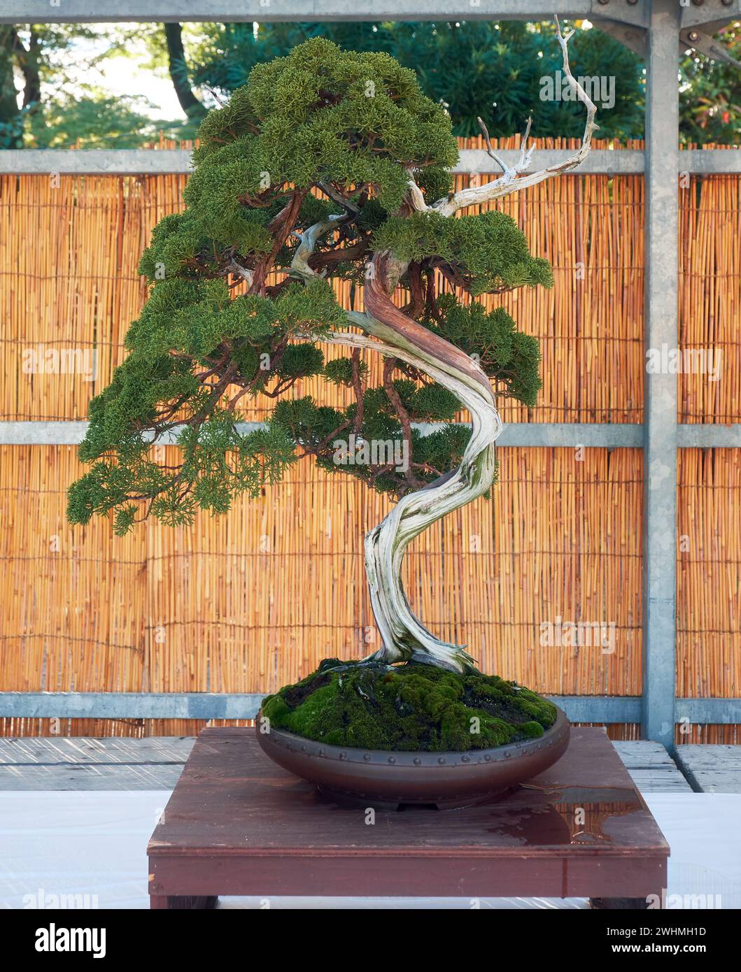 Chinese juniper bonsai tree at Nagoya Castle Bonsai Show. Nagoya. Japan Stock Photo