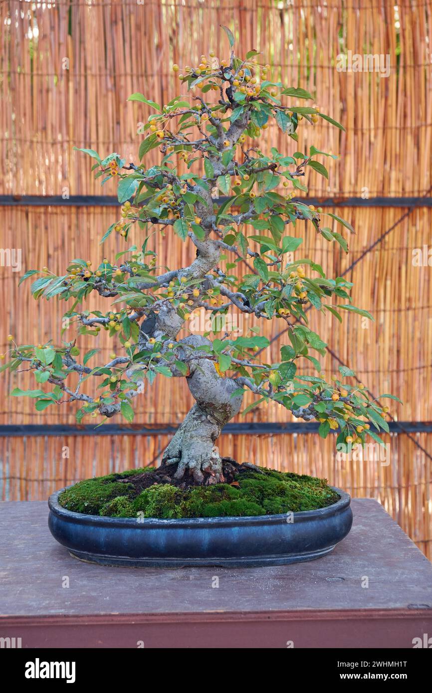 Apple bonsai tree (Malus domestica) against a stone wall Stock Photo - Alamy