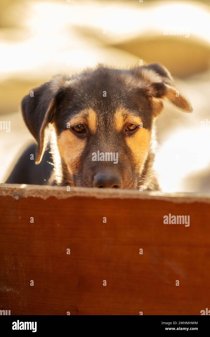 Portrait of sad dog puppy in shelter behind fence Stock Photo