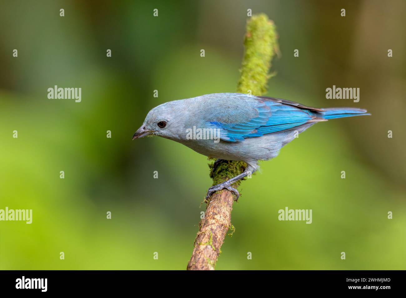 Blue-gray tanager, Thraupis episcopus, Costa Rica Stock Photo