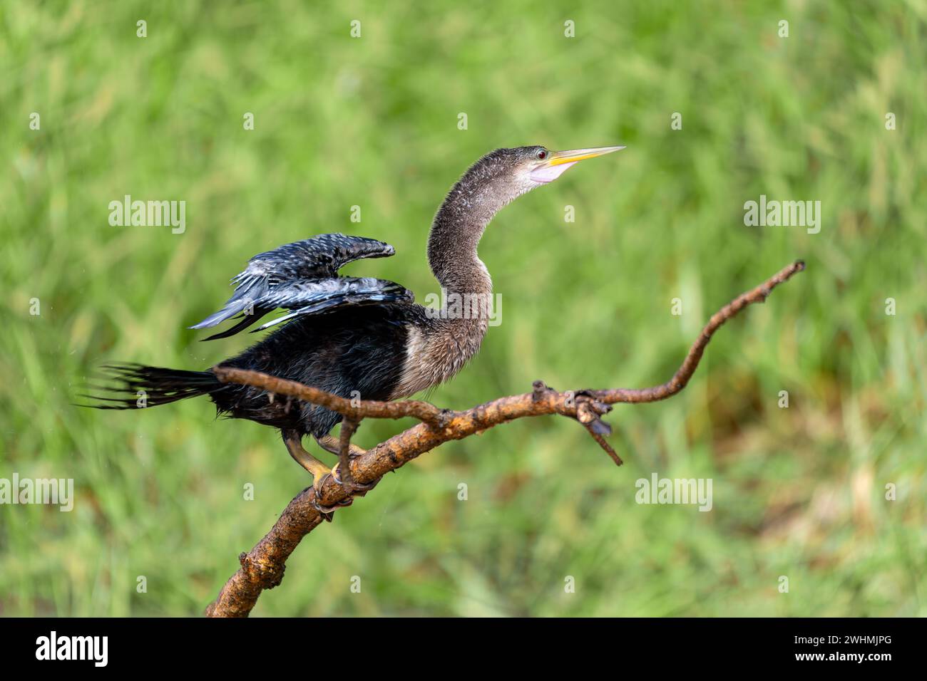 Snakebird, darter, American darter, or water turkey, Anhinga anhinga, Costa Rica Stock Photo