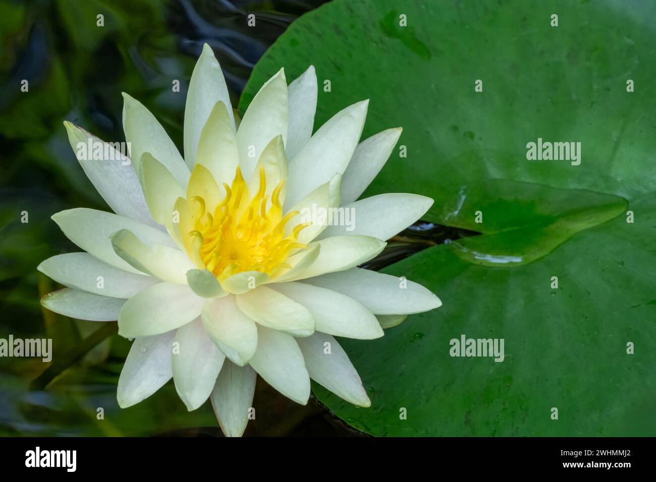 Issaquah, Washington, USA.  Fragrant water lily, Nymphaea odorata, considered a Class C noxious weed in this area. Stock Photo