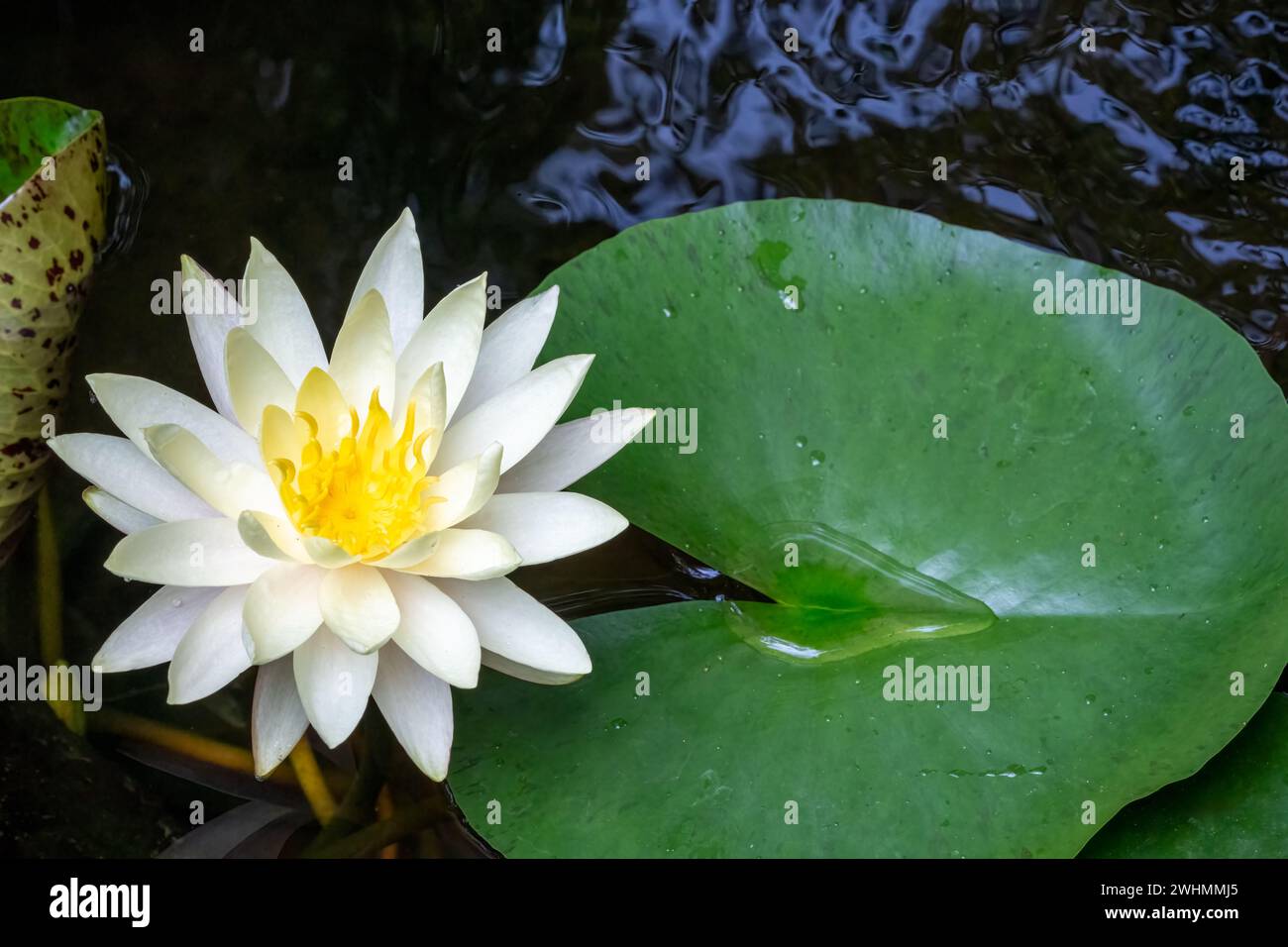 Issaquah, Washington, USA.  Fragrant water lily, Nymphaea odorata, considered a Class C noxious weed in this area. Stock Photo