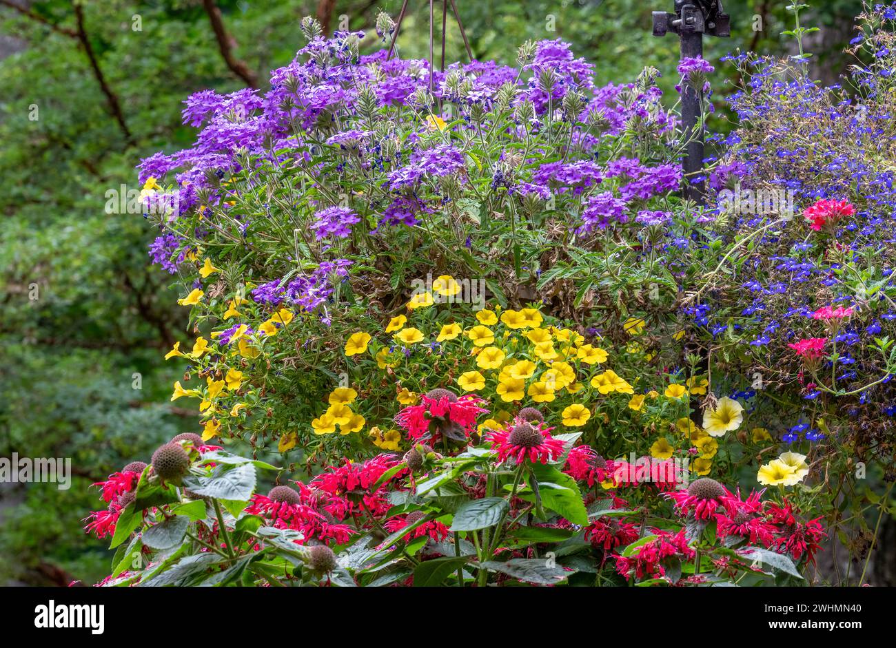 Issaquah, Washington, USA.   Bee Balm and hanging pots of Calibrachoa, Verbena and unknown blue flowers in bloom. Stock Photo