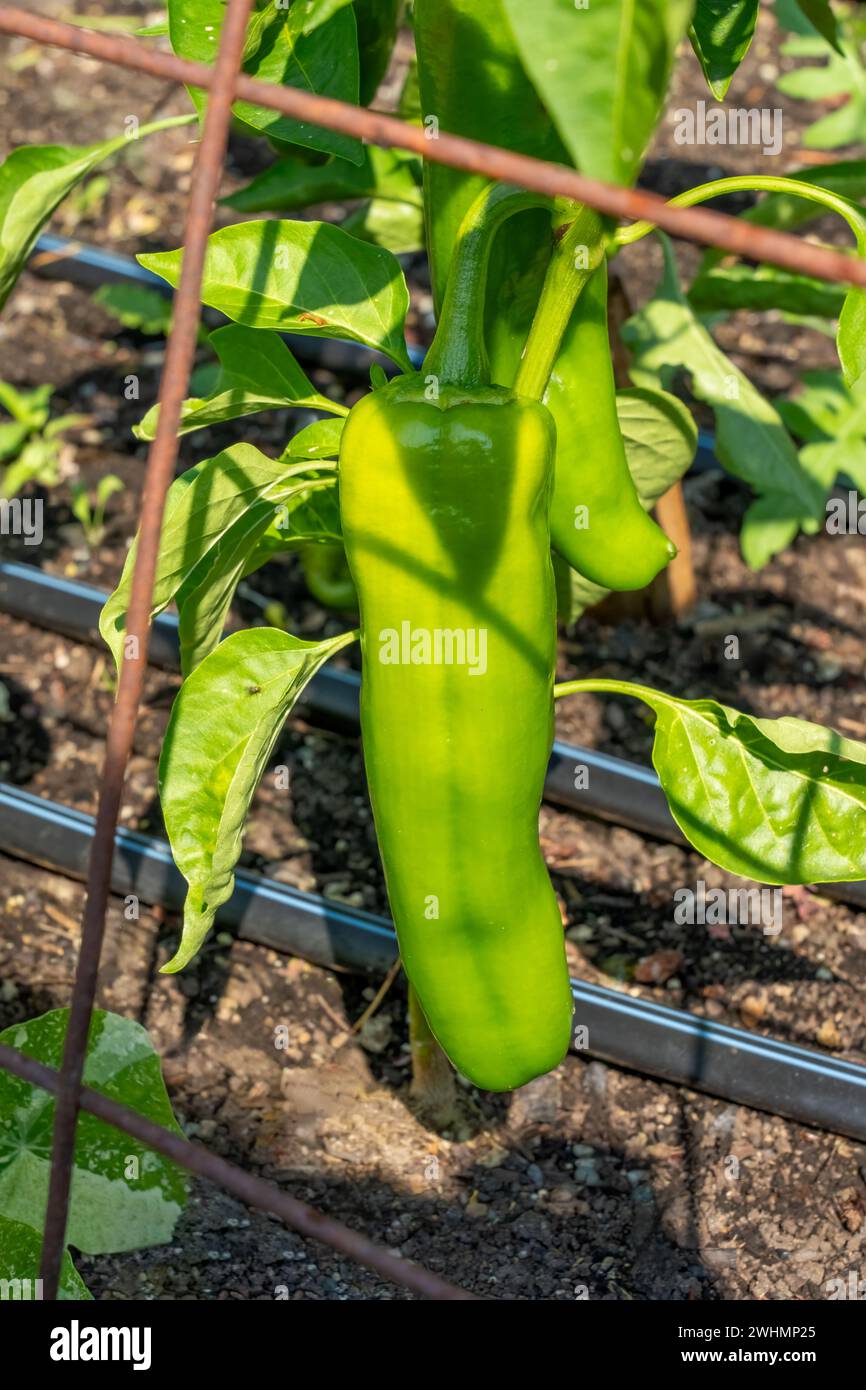 Jalapeno gigante ii hires stock photography and images Alamy