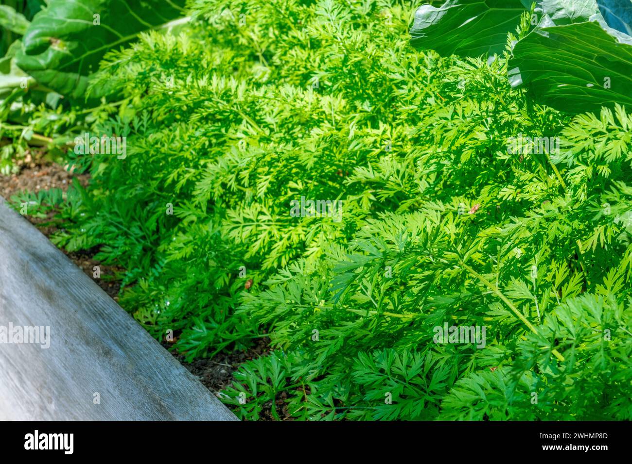 Issaquah, Washington, USA.  Carrot plants growing in a raised bed Stock Photo