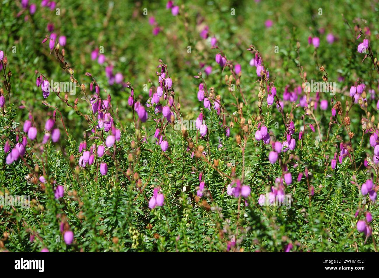 Daboecia cantabrica, Irish heather Stock Photo