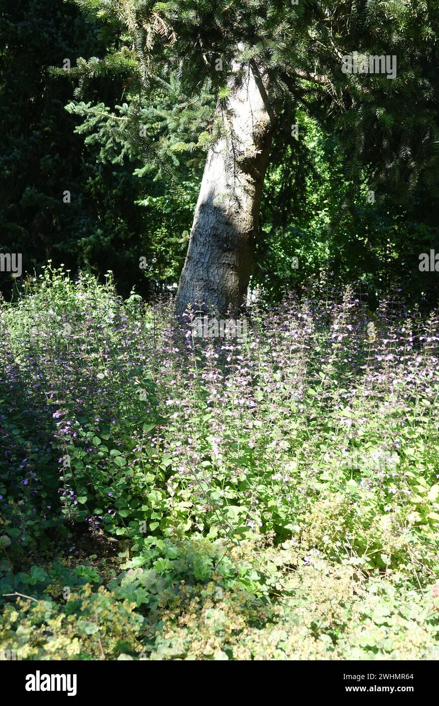 Clinopodium menthifolium, wood calamint Stock Photo