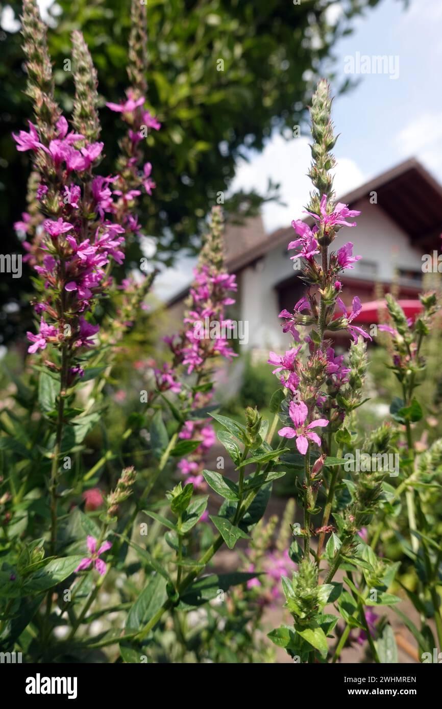 Ahren weiderich hires stock photography and images Alamy