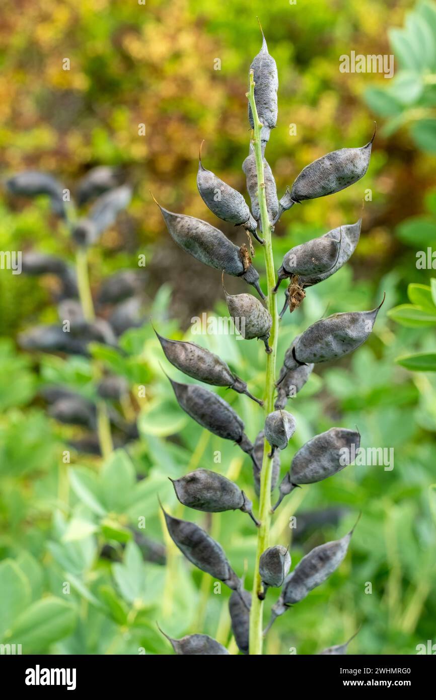 Bellevue, Washington, USA.  Australian Indigo plant gone to seed. Stock Photo
