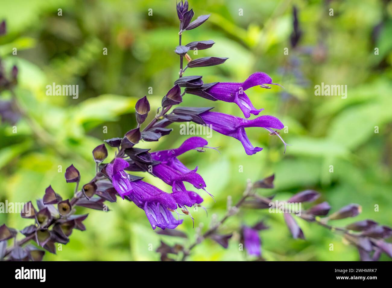 Bellevue, Washington, USA. Friendship Sage shrub in bloom, scientific